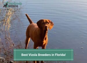 Best-Vizsla-Breeders-in-Florida-template