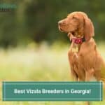 7 Best Vizsla Breeders in Georgia! (2023)