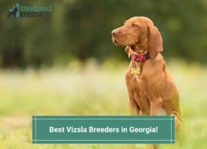 Best-Vizsla-Breeders-in-Georgia-template