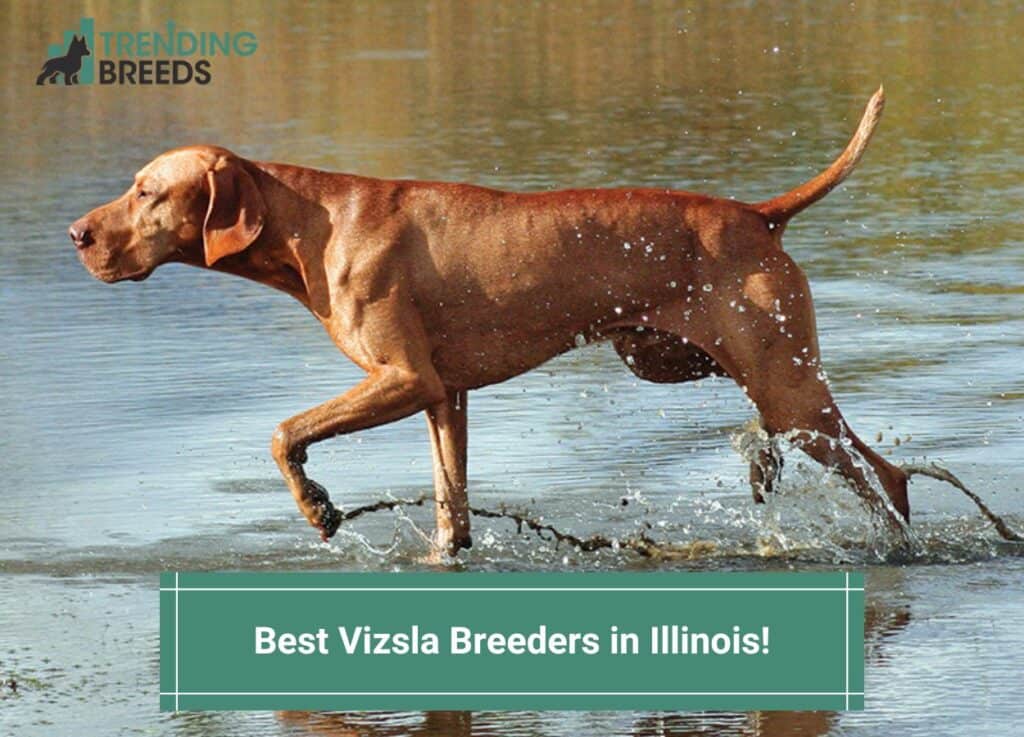 Best-Vizsla-Breeders-in-Illinois-template