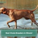 7 Best Vizsla Breeders in Illinois! (2023)