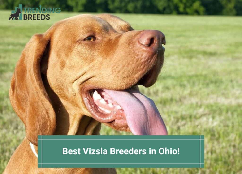 Best-Vizsla-Breeders-in-Ohio-template