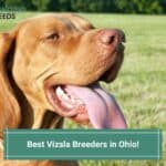 4 Best Vizsla Breeders in Ohio! (2023)