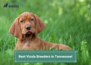 Best-Vizsla-Breeders-in-Tennessee-template