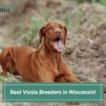 Best-Vizsla-Breeders-in-Wisconsin-template