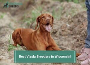 Best-Vizsla-Breeders-in-Wisconsin-template