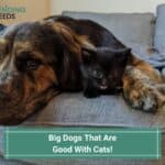 10 Big Dogs That Are Good With Cats! (2023)