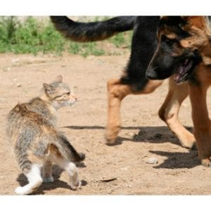 Big-Dogs-That-Are-Good-With-Cats