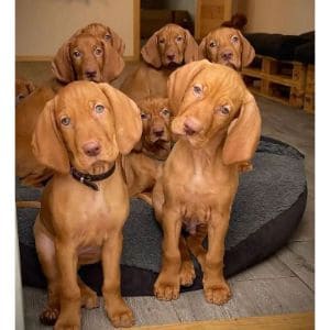 Blaythorns-Wirehaired-Vizslas