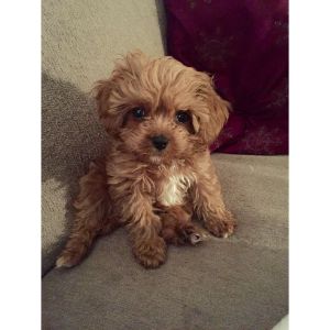 Calla-Lilly-Cavapoo