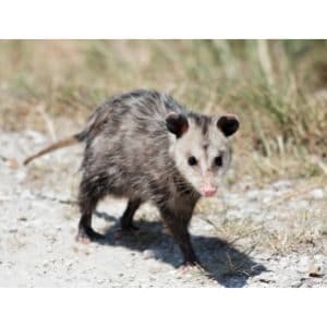 Can-Possums-or-Raccoons-Spread-Illness-to-Humans