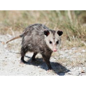 Can-Possums-or-Raccoons-Spread-Illness-to-Humans