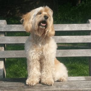 arrCiage-House-Goldendoodles