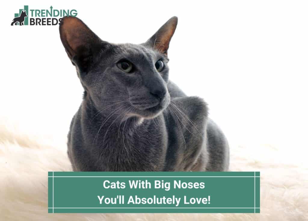 Cats-With-Big-Noses-Youll-Absolutely-Love-template