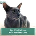 11 Cats With Big Noses You'll Absolutely Love! (2023)
