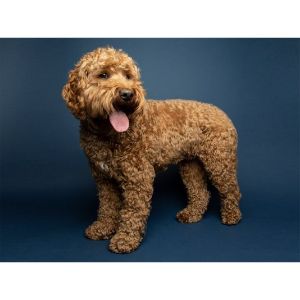 Coastal-Cavapoo