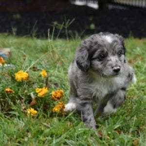Common-Traits-of-the-Aussiedoodle-Breed