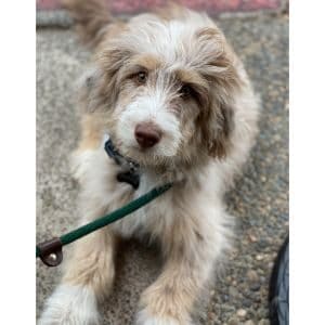 Common-Traits-of-the-Aussiedoodle-Breed