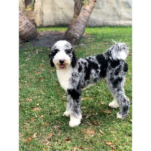 Common-Traits-of-the-Aussiedoodle-Breed