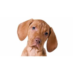 Common-Traits-of-the-Vizsla-Breed