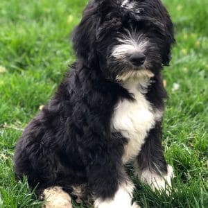 Conclusion-For-Best-Aussiedoodle-Breeders-in-Georgia