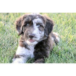 Conclusion-For-Best-Aussiedoodle-Breeders-in-Ohio