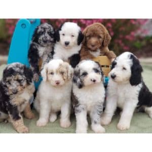 Conclusion-For-Best-Aussiedoodle-Breeders-in-Pennsylvania