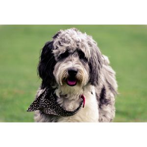 Conclusion-For-Best-Aussiedoodle-Breeders-in-Texas