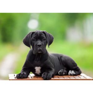 Conclusion-For-Best-Cane-Corso-Breeders-In-Indiana