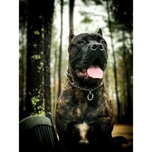Conclusion-For-Best-Cane-Corso-Breeders-in-Maryland