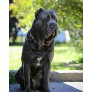Conclusion-For-Best-Cane-Corso-Breeders-in-Texas