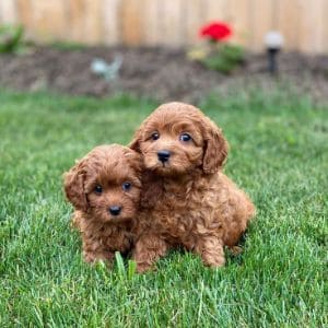 conclusion-For-Best-Cavapoo-Breeders-in-Indiana