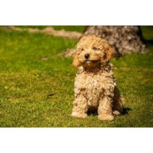 Conclusion-For-Best-Cavapoo-Breeders-in-New-England
