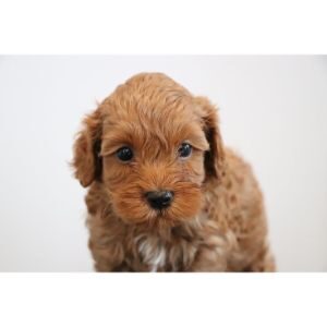 Conclusion-For-Best-Cockapoo-Breeders-in-Michigan