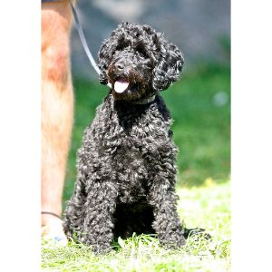 Conclusion-For-Best-Cockapoo-Breeders-in-Missouri