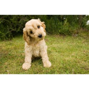 Conclusion-For-Best-Cockapoo-Breeders-in-New-England