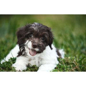 Conclusion-For-Best-Cockapoo-Breeders-in-Ohio