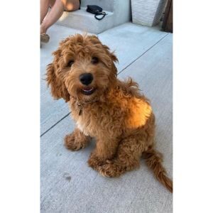 Conclusion-For-Best-Cockapoo-Breeders-in-Oregon