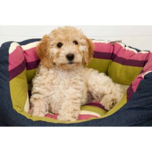 Conclusion-For-Best-Cockapoo-Breeders-in-Texas