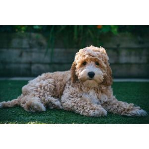 Conclusion-For-Best-Cockapoo-Breeders-in-Wisconsin