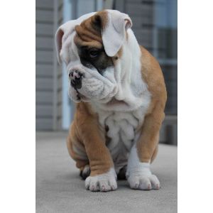 Conclusion-For-Best-English-Bulldog-Breeders-in-New-England