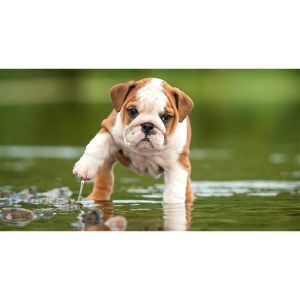 Conclusion-For-Best-English-Bulldogs-Breeders-in-Wisconsin