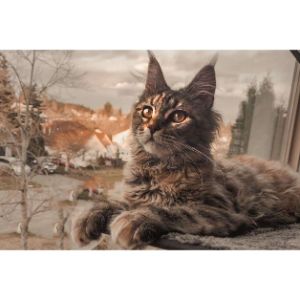 Conclusion-For-Best-Maine-Coon-Breeders-in-California