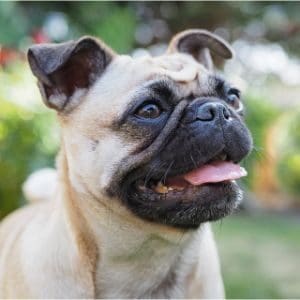 Conclusion-For-Best-Pug-Breeders-in-Texas