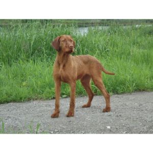 Conclusion-For-Best-Vizsla-Breeders-in-Florida