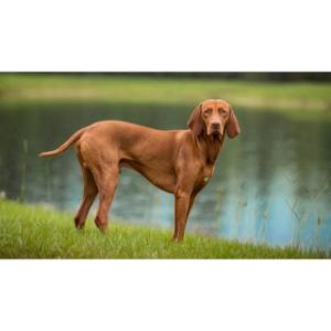 Conclusion-For-Best-Vizsla-Breeders-in-Georgia