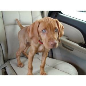 Conclusion-For-Best-Vizsla-Breeders-in-Illinois
