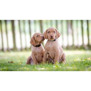 Conclusion-For-Best-Vizsla-Breeders-in-Ohio