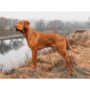 Conclusion-For-Best-Vizsla-Breeders-in-Tennessee