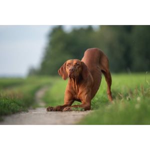 Conclusion-For-Best-Vizsla-Breeders-in-Wisconsin